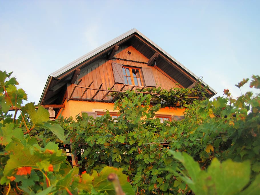 This is our traditional vineyard cottage, ready especially for you to accomodate in during your exploring tour around Slovenia