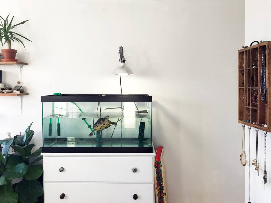 This is Myrtle the Turtle! She will be sharing bedroom one with you and will greet you the second you walk in with a happy splash.