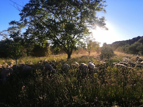 Le Bastidon des Oliviers ~ Gorges du Verdon ~ Aups