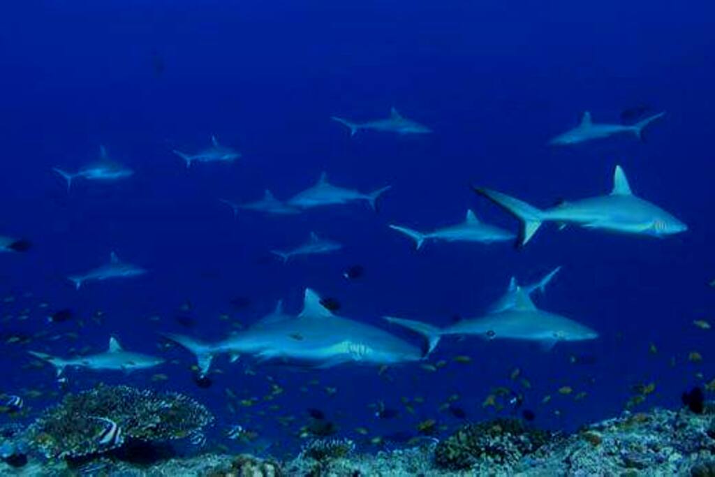 White tip shark beautiful reef mamigili reef
