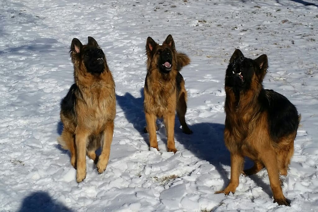 Our bodyguards!