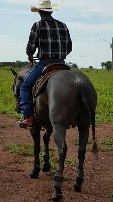 Criação de cavalos Quarto de Milha!! Garanhão Apólo Dual Bars.