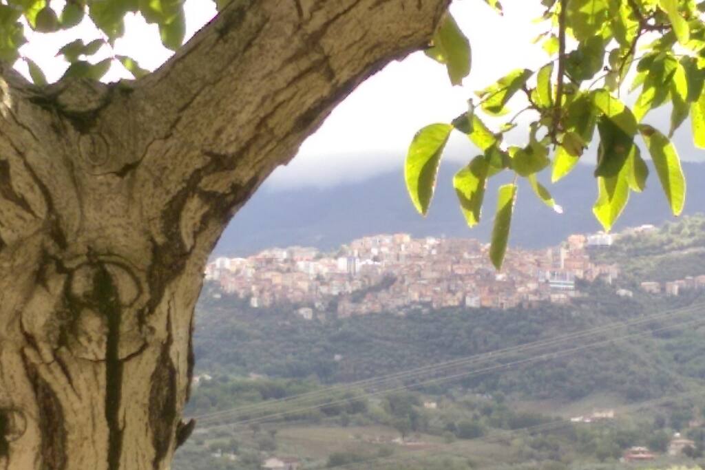 ROCCADASPIDE