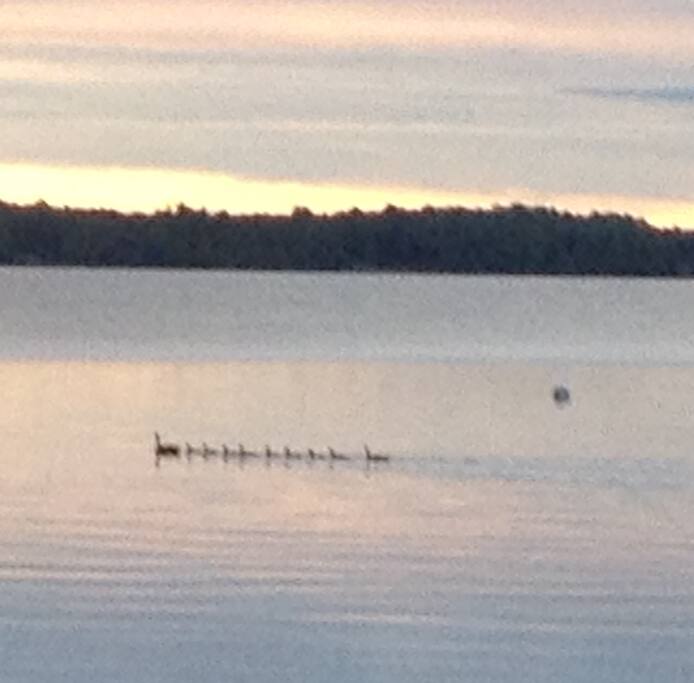 Canada Goose & goslings
