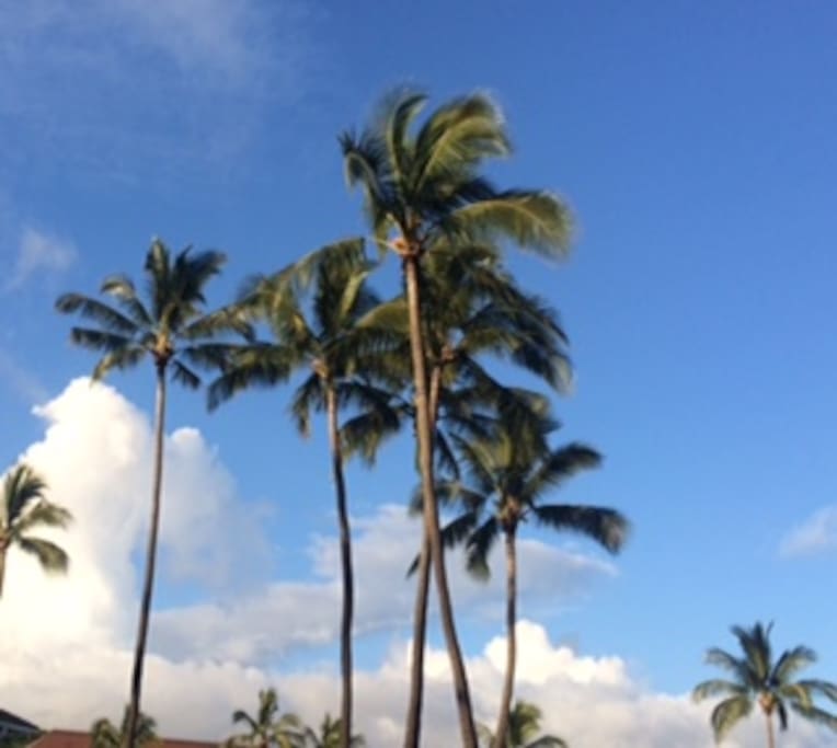 The days are almost always sunny and warm with light trades.