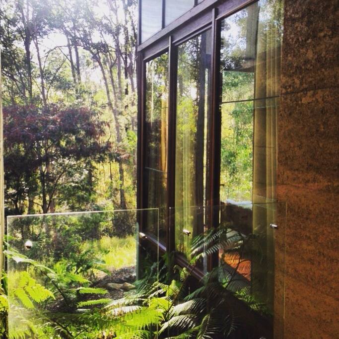 Koala bear spotting from your bedroom