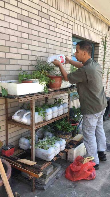 平台绿植