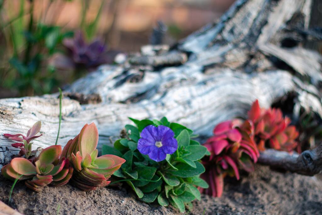 One of the features in the garden that guests have access to.