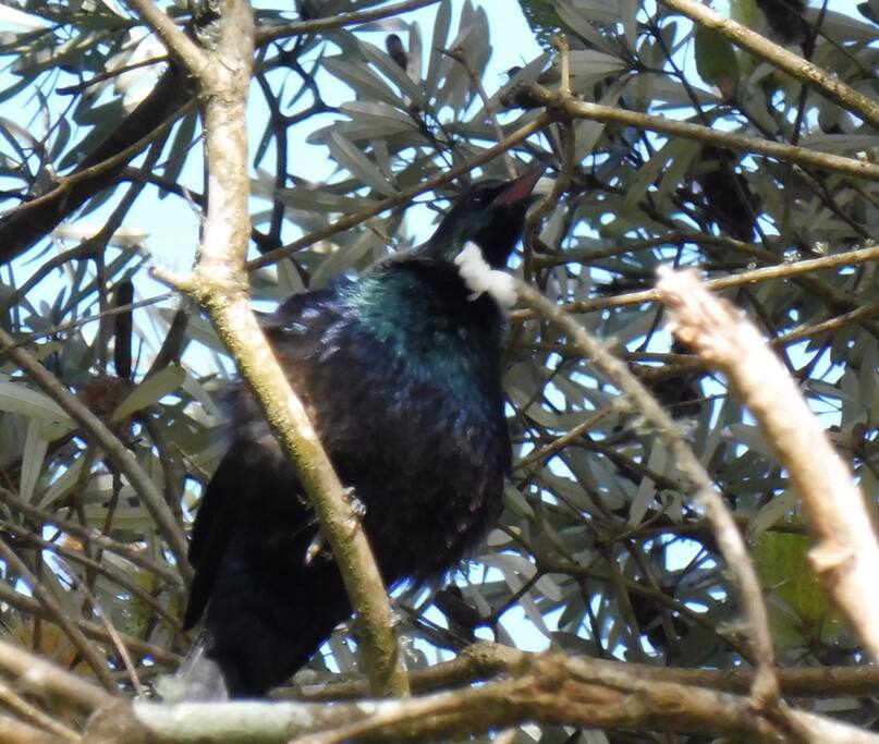 One of the backyard residents.