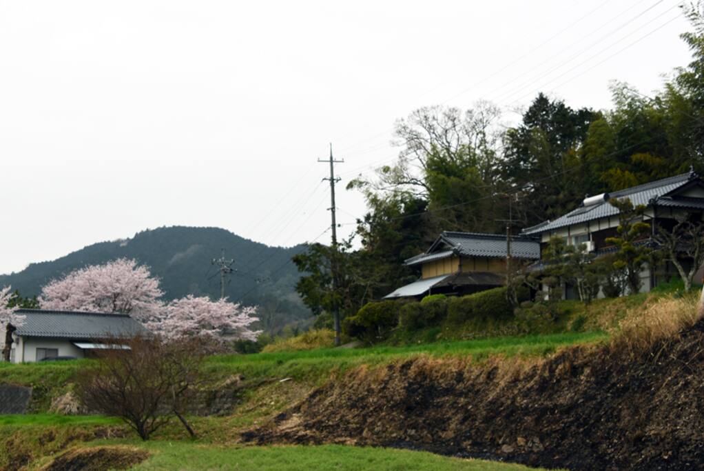 The house from street in Spring
