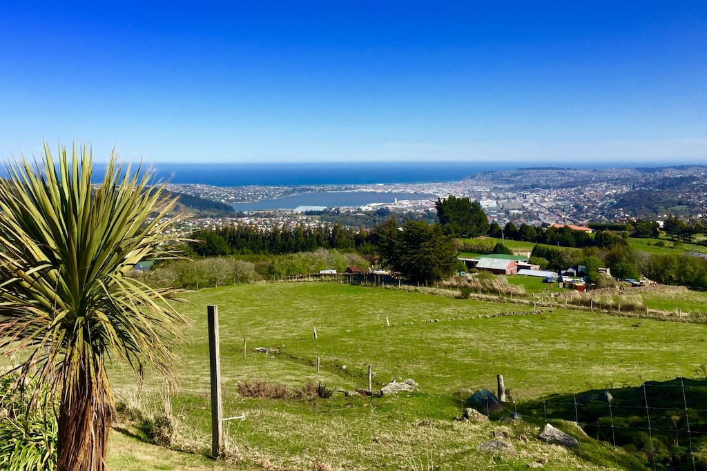Top of the Dunedin city!