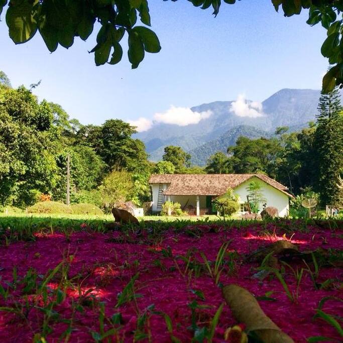 Casa vista pelo gramado de trás