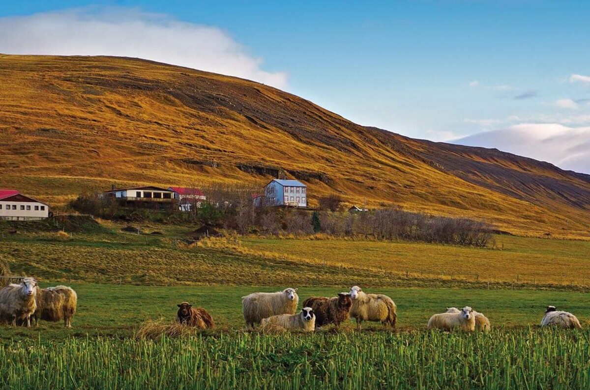 A scenic view of rolling hills is presented, with a collection of sheep grazing in a lush green field. Rustic farmhouses are visible in the background, set against a landscape of golden-brown terrain under a clear blue sky.