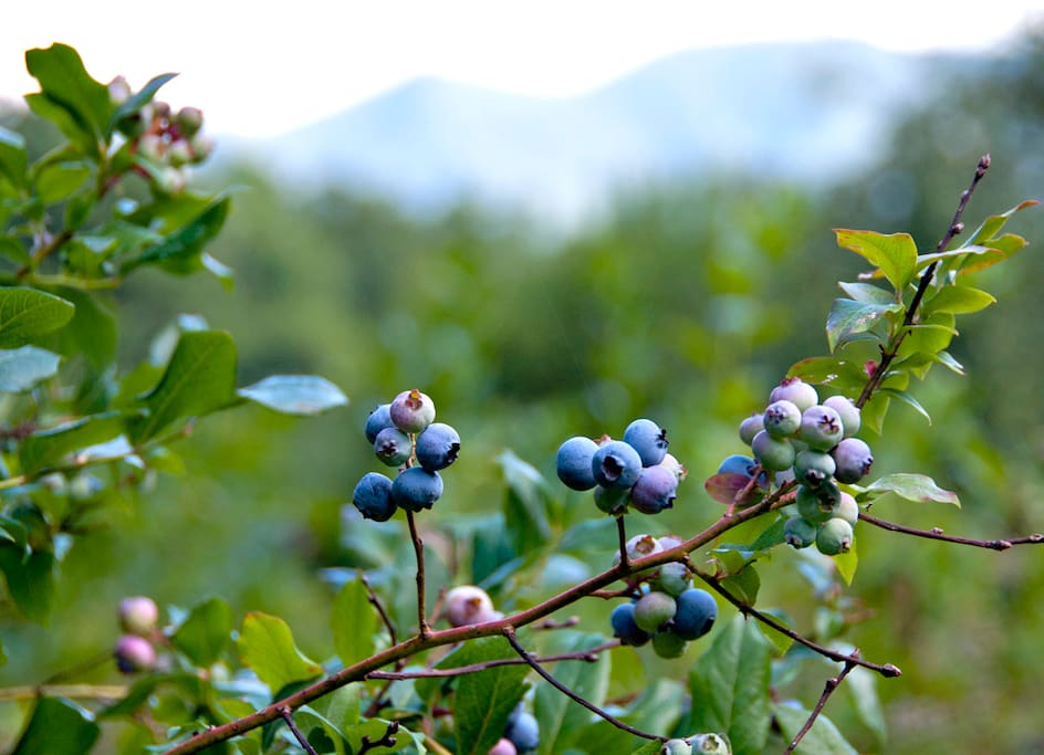 blueberry pickin July