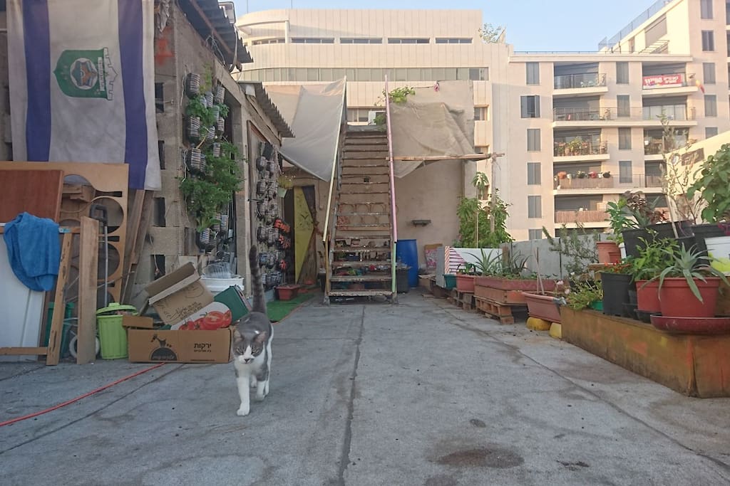 Urban roof garden