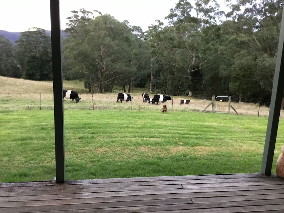 Cows happily grazing.