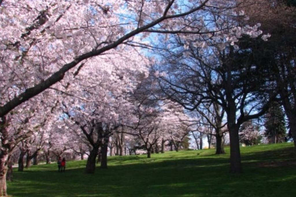 Famous spring-time Japanese Cherry blossoms in High Park.