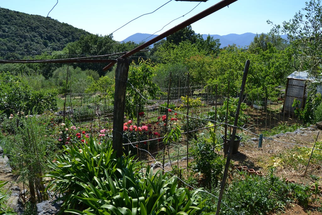 Vegetables and flowers garden