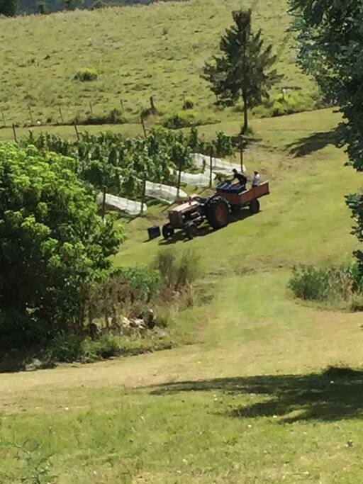 Vineyard