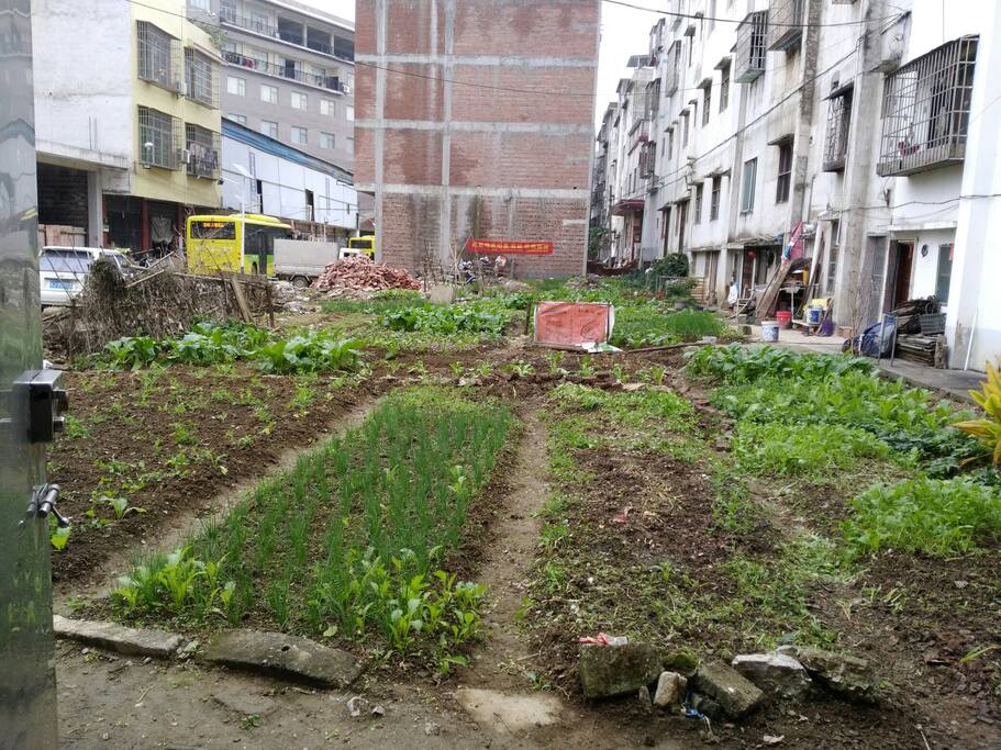 自家无公害菜园