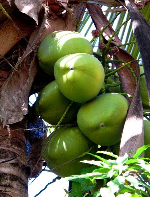 Fruta no Pé