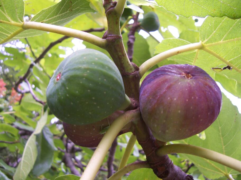 September and october are a figs seasons, so come to check it out!