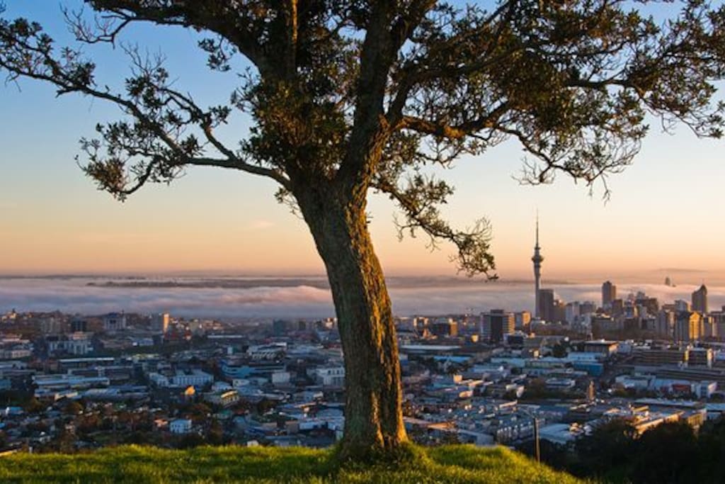 View from top of One Tree Hill (Cornwall Park)