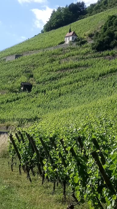 le vignoble de Thann