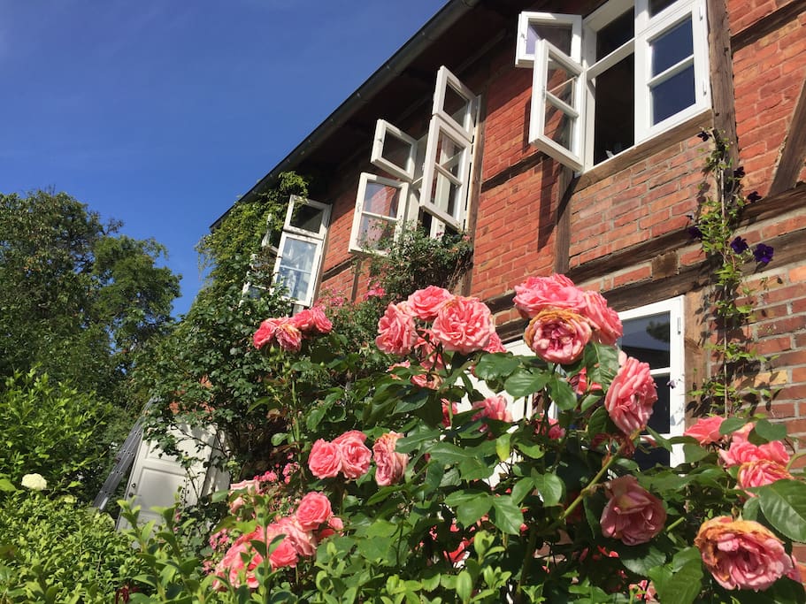 Haus mit eigenem Garten - von Mai bis September blühen am Haus die Rosen