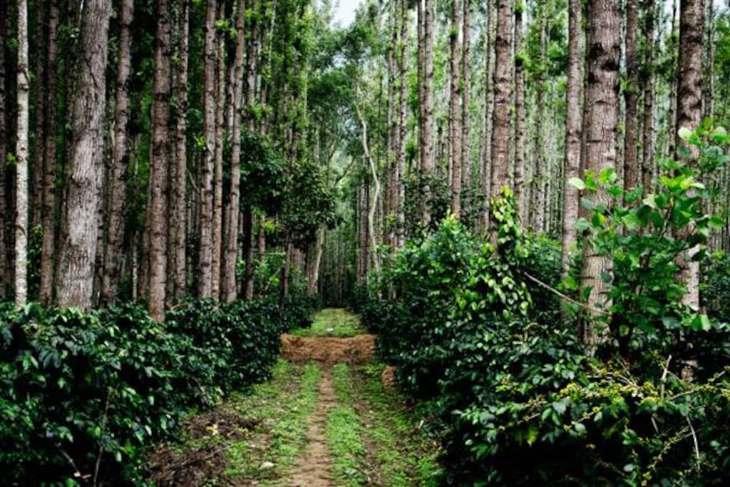 Coffee Tour