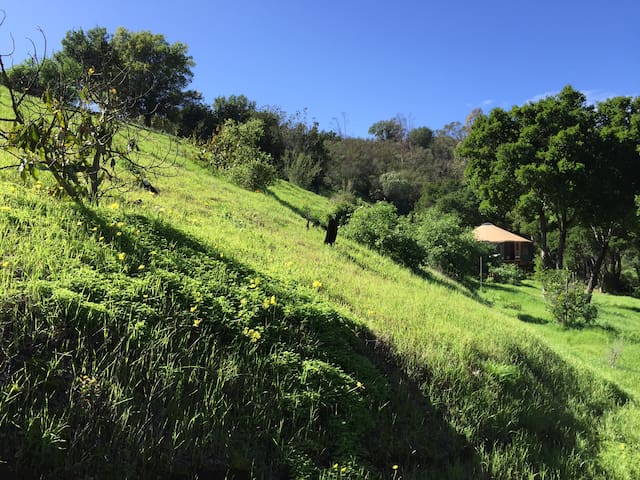 STUNNING EXCLUSIVE YURT ON 11 ACRES