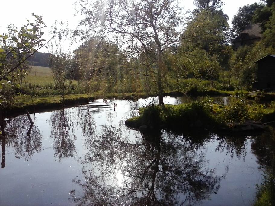 Our pond