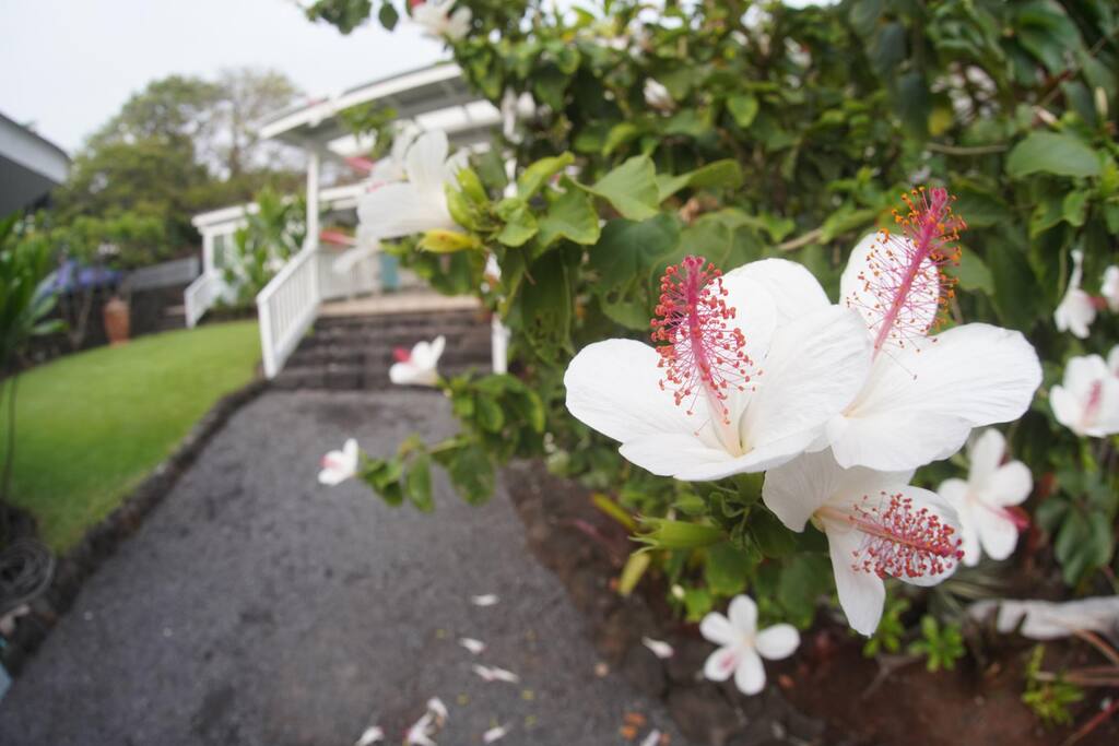 Abundant tropical flowers