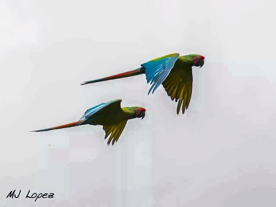 Santuario de la guacamaya ara Militaris
