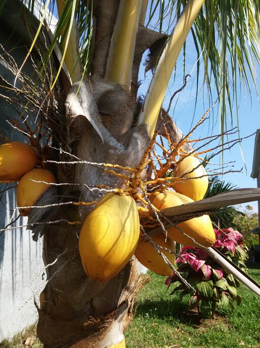 Fresh coconuts