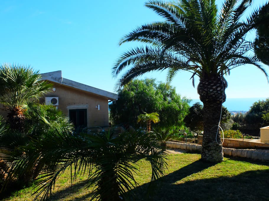 30 year old garden with lots of palms, orange and lemon trees