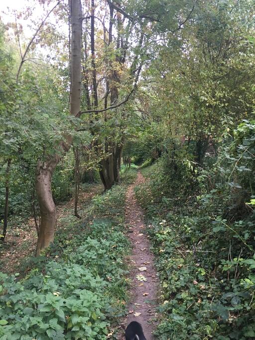 foret domaniale Saint Gobain