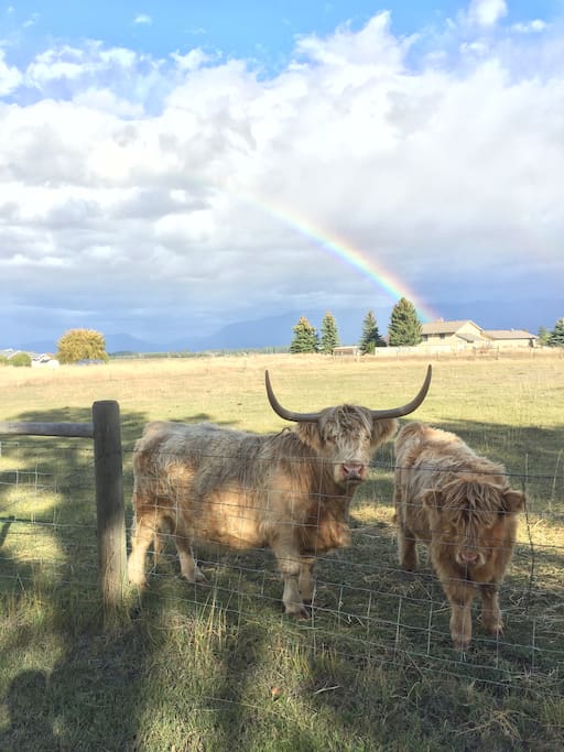 Our animals enjoy the beautiful location too.