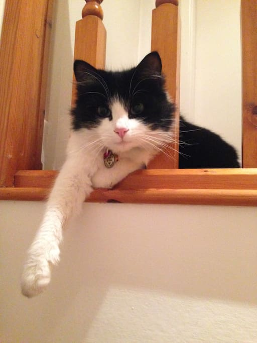 Mr Floss