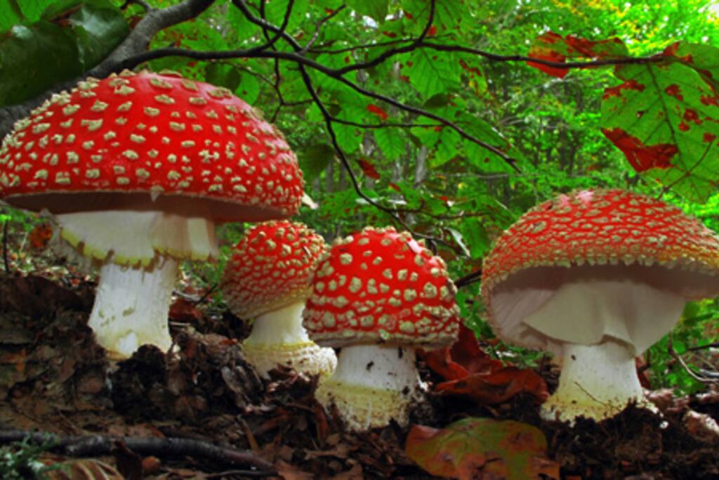 Mushrooms in the forest near the house