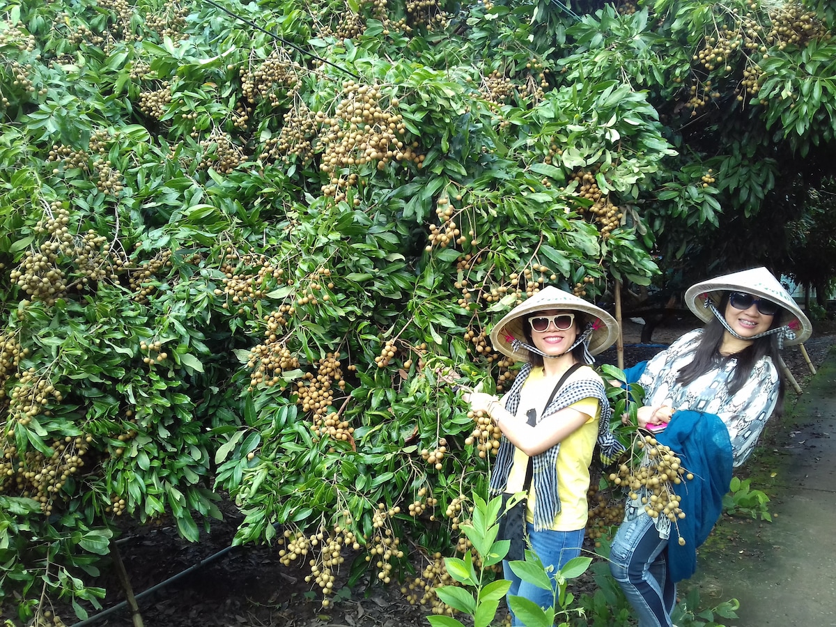 Two individuals are observed among a lush orchard, with clusters of ripening fruits hanging from dense foliage. Traditional hats are worn by both, emphasizing the local culture. The surrounding greenery showcases the vibrant fruit-bearing trees, creating a serene agricultural landscape.