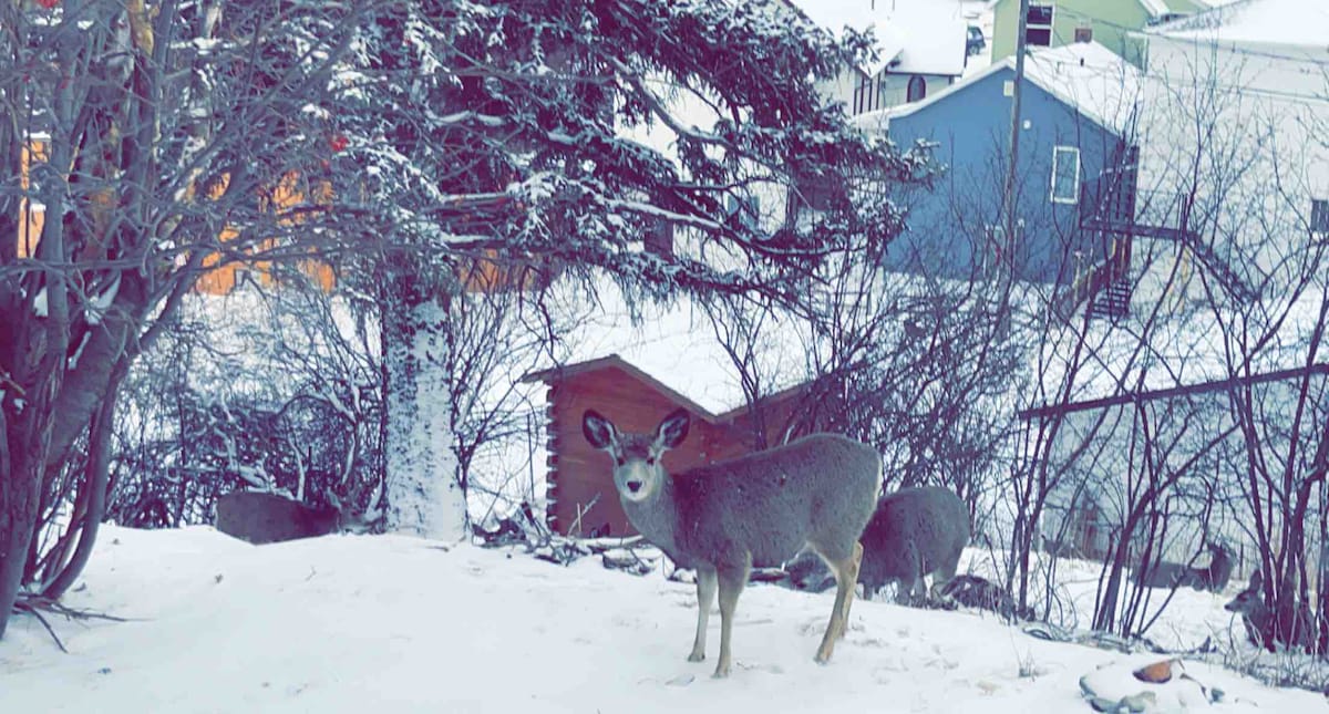A deer stands in a snow-covered yard, surrounded by trees and shrubs. The background features a cottage with warm light glowing from the windows, creating a contrast with the snowy landscape. A second deer is partially visible behind the first, adding to the serene setting.