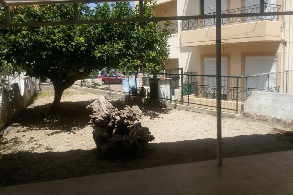 Outside covered patio and lemon tree
