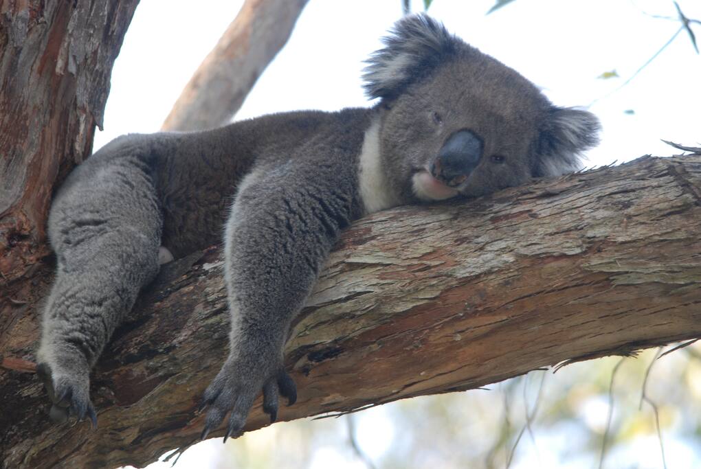 Local Koalas
