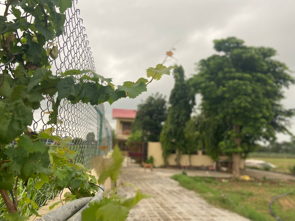 A green vine is seen climbing a wire fence, leading to a pathway bordered by grass. In the background, a house with a red roof is partially visible, accompanied by tall trees showcasing lush greenery. The sky appears overcast, suggesting the potential for rain.