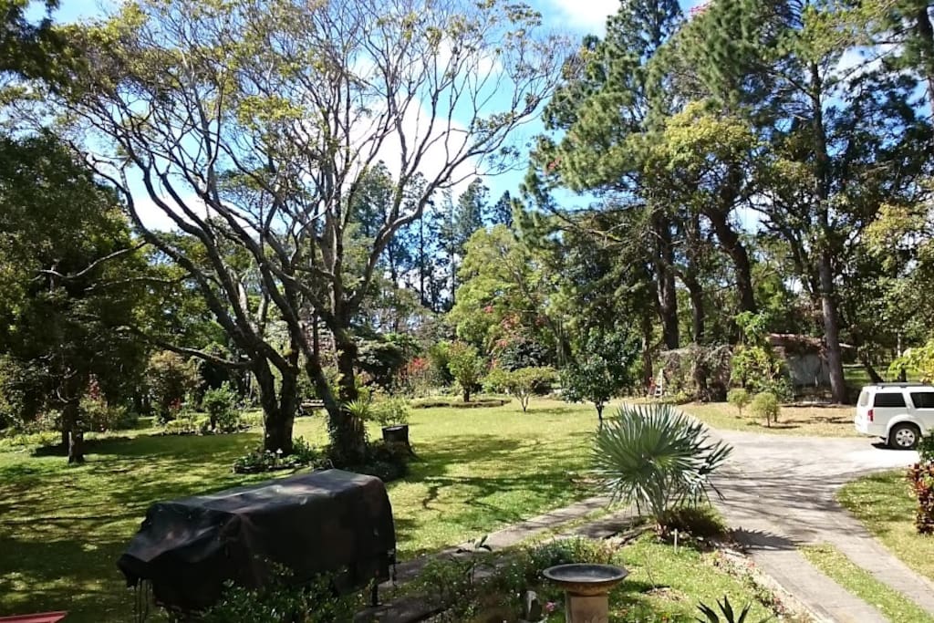 The yard
