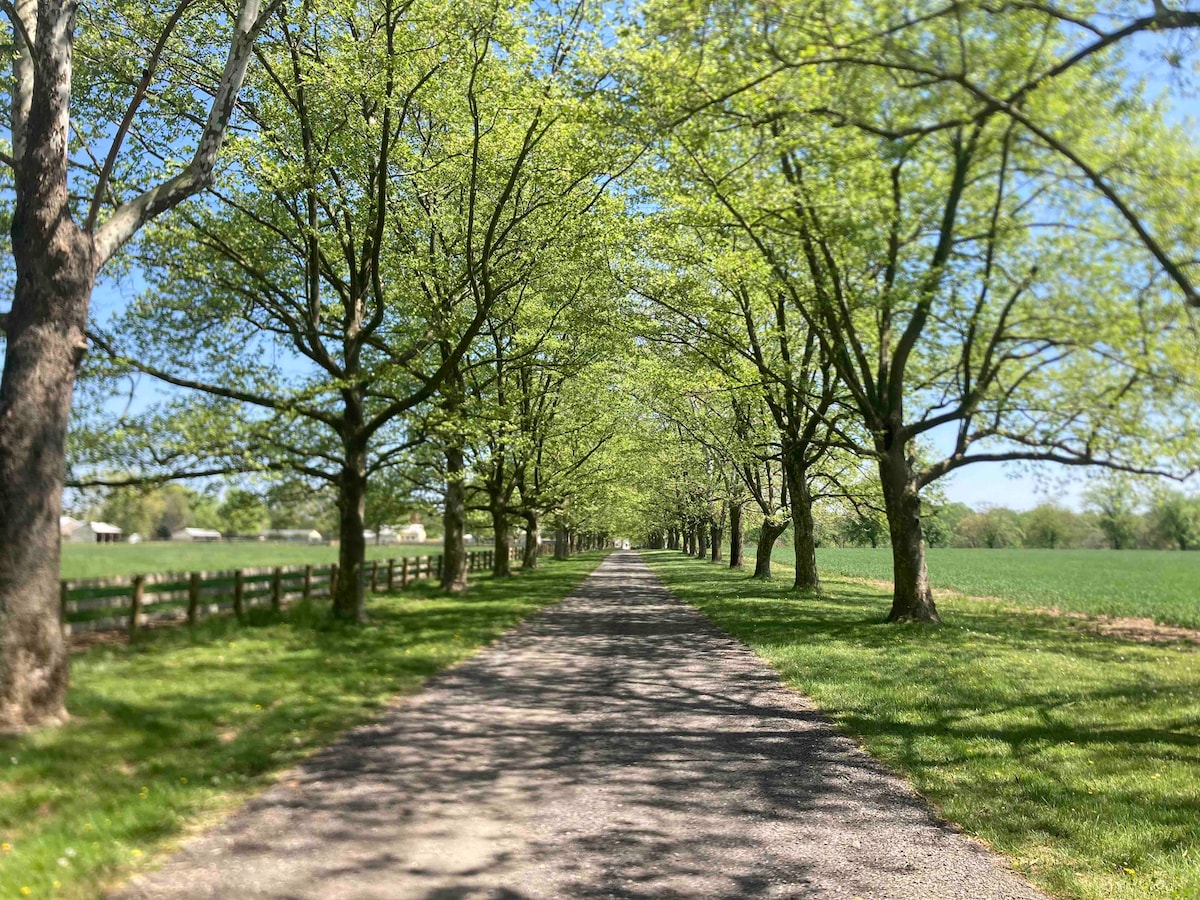 A gravel path is lined by tall trees with fresh green foliage, creating a natural canopy. A wooden fence borders the pathway, while lush fields are visible in the distance under a clear blue sky.