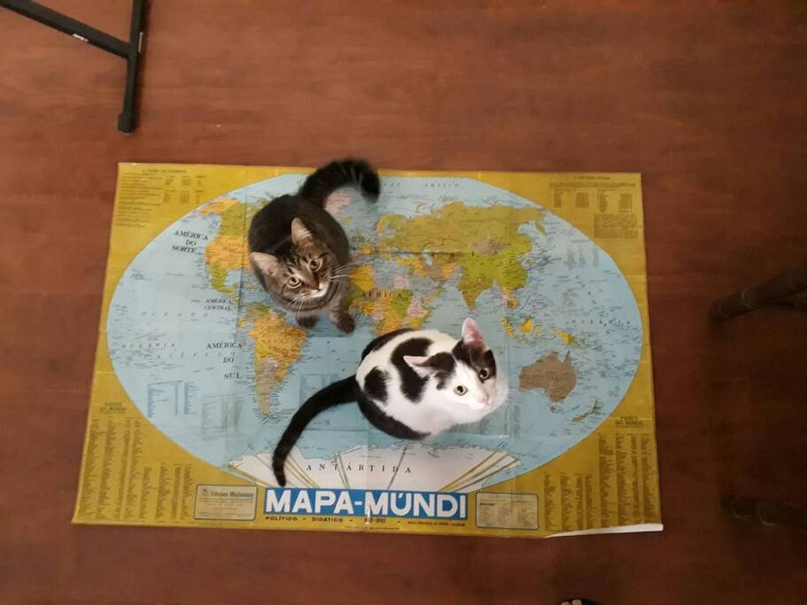 Estes dois são os pets da casa.