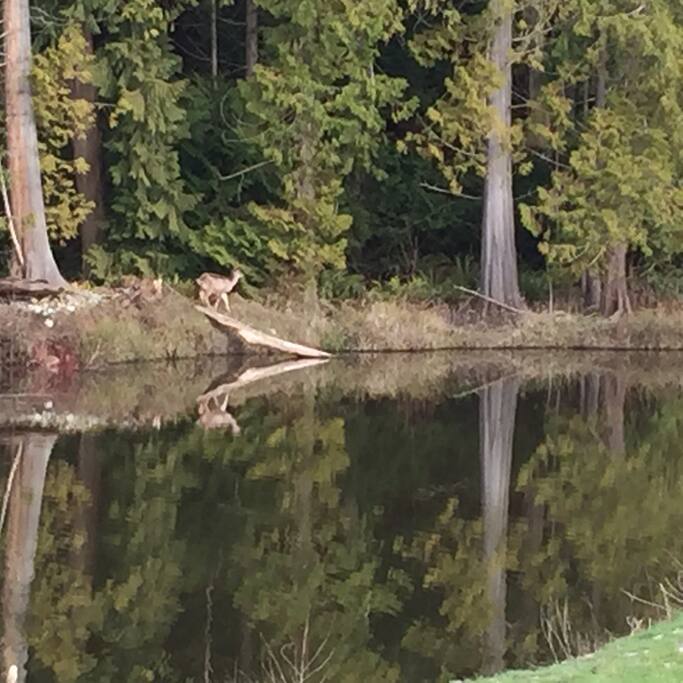 Some of the Wildlife