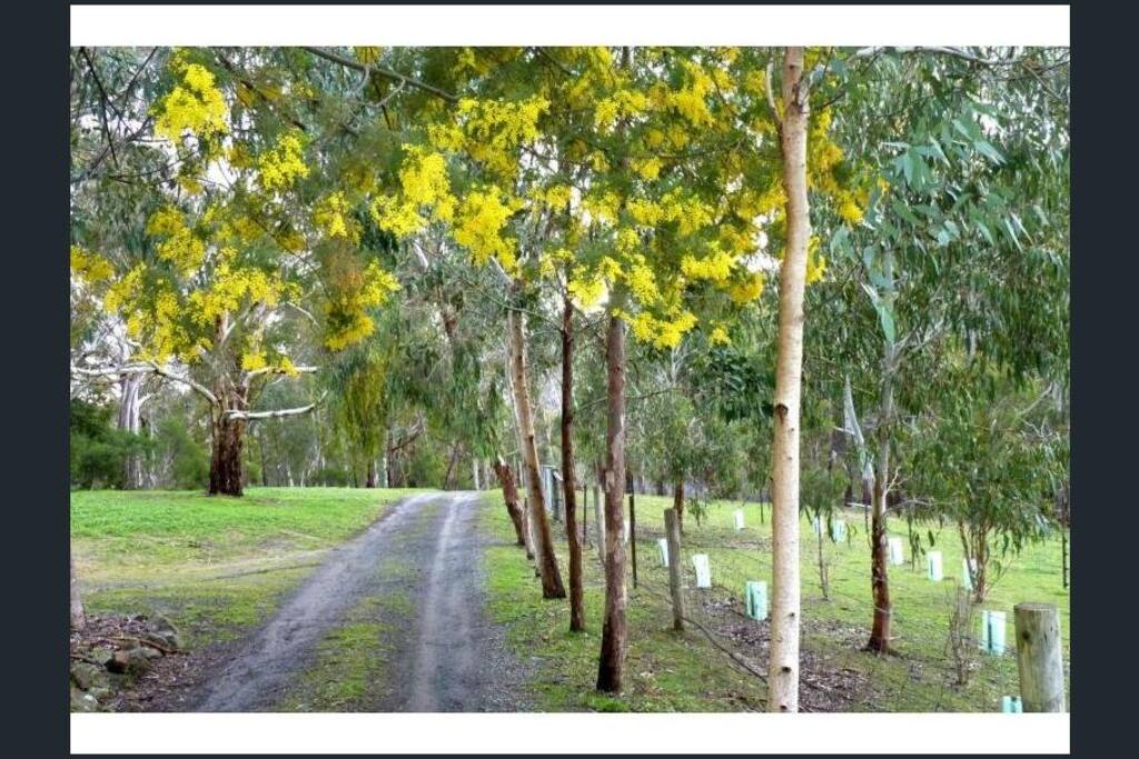 The wattle out in early Spring